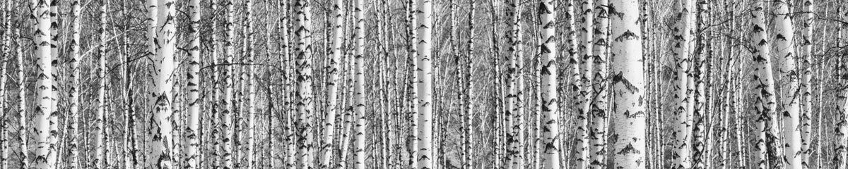 Küchenrückwand Birkenwald