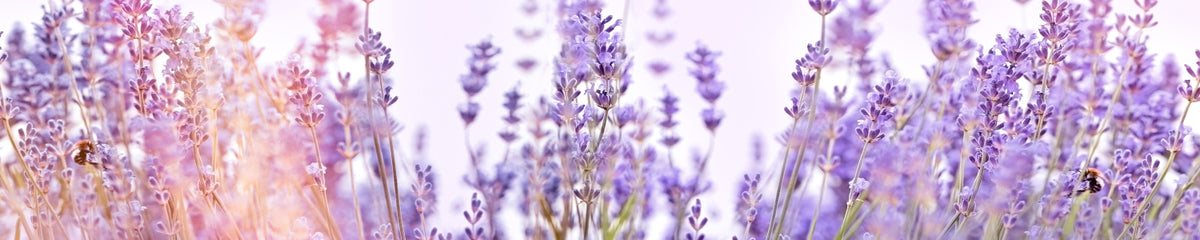 Küchenrückwand Lavendel