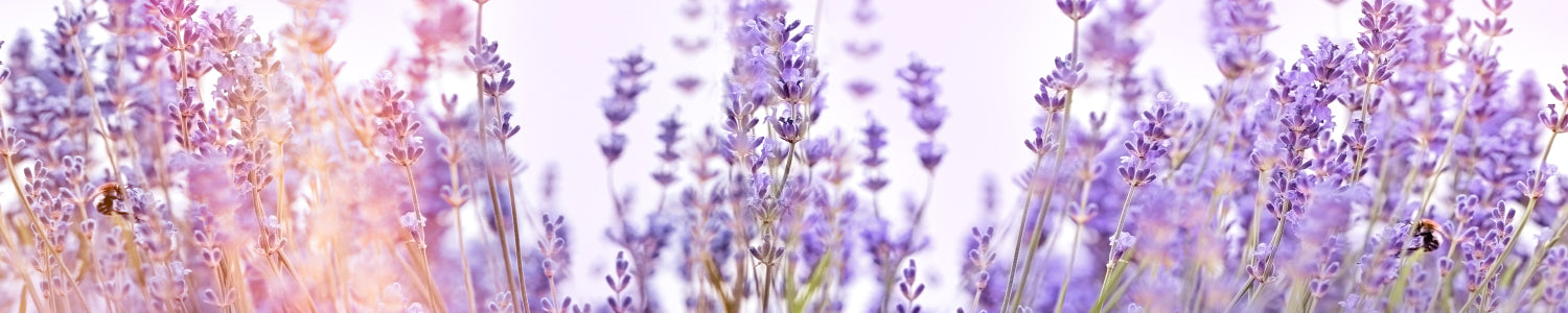 Küchenrückwand Lavendel