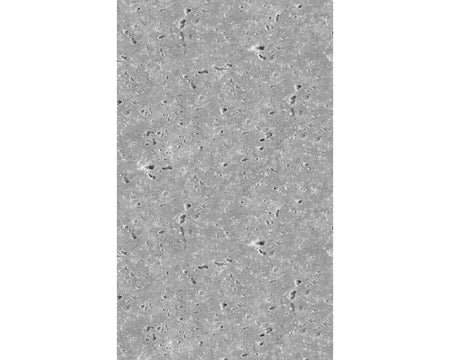 Rückwand Betonoptik
