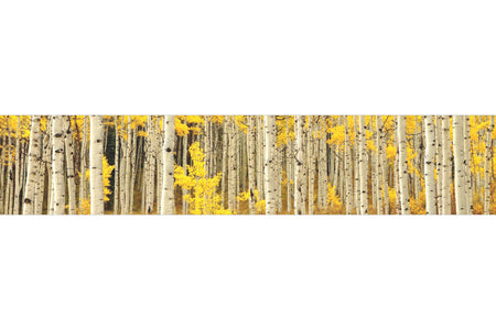 Küchenrückwand Birkenwald