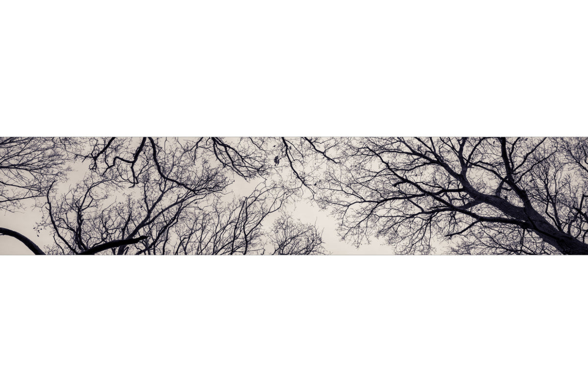 Küchenrückwand Äste Silhouette