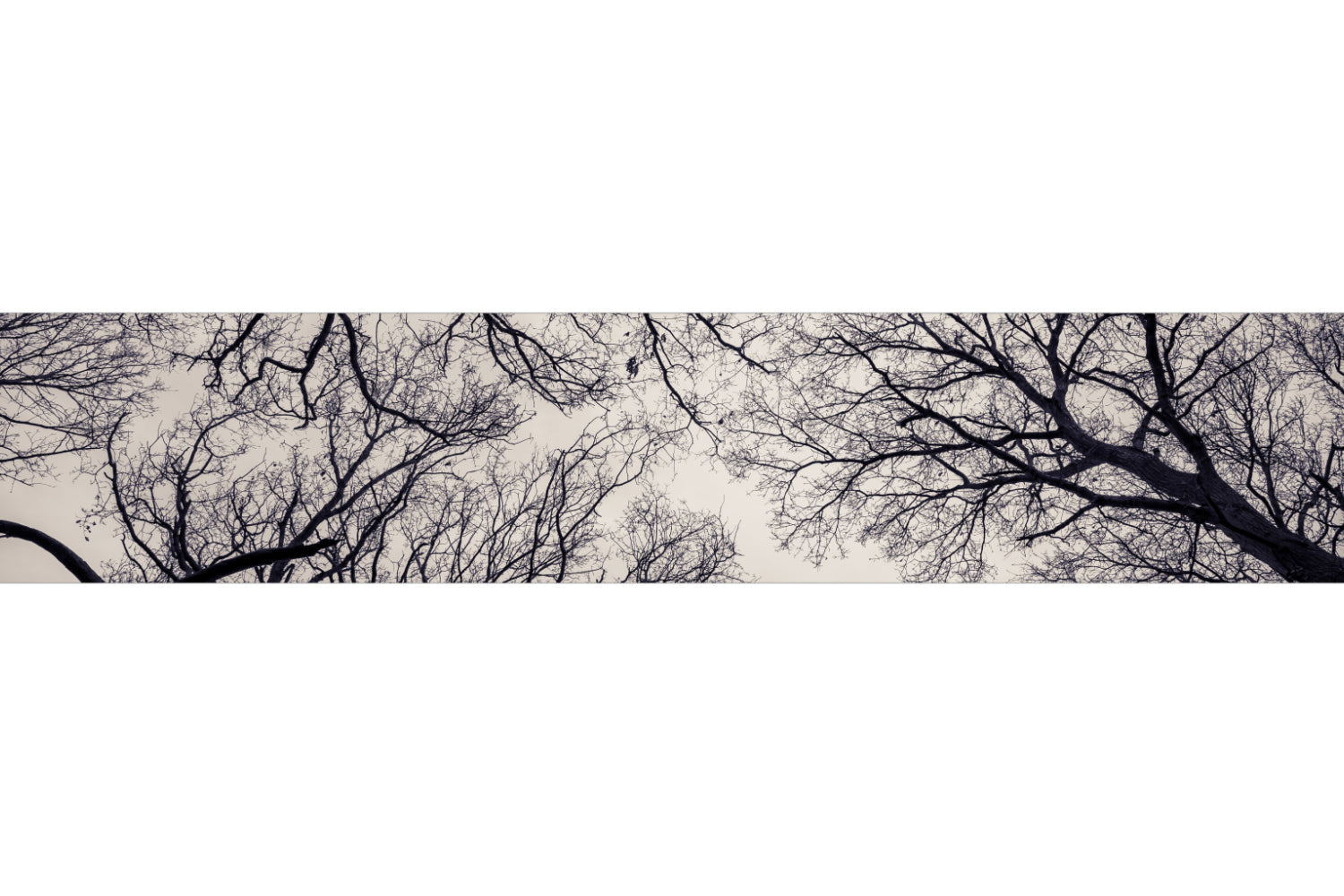 Küchenrückwand Äste Silhouette