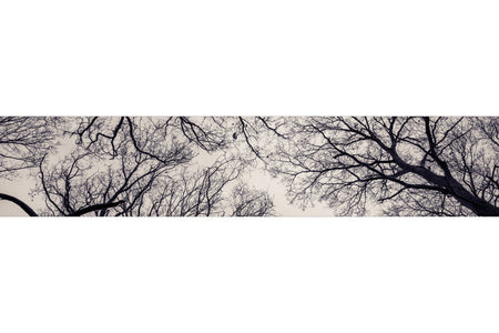 Küchenrückwand Äste Silhouette