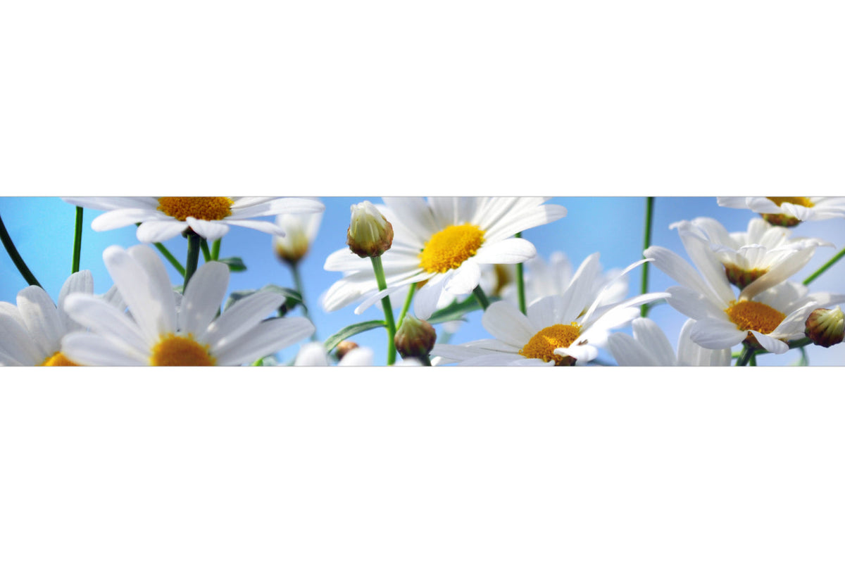 Küchenrückwand Weiße Margeriten