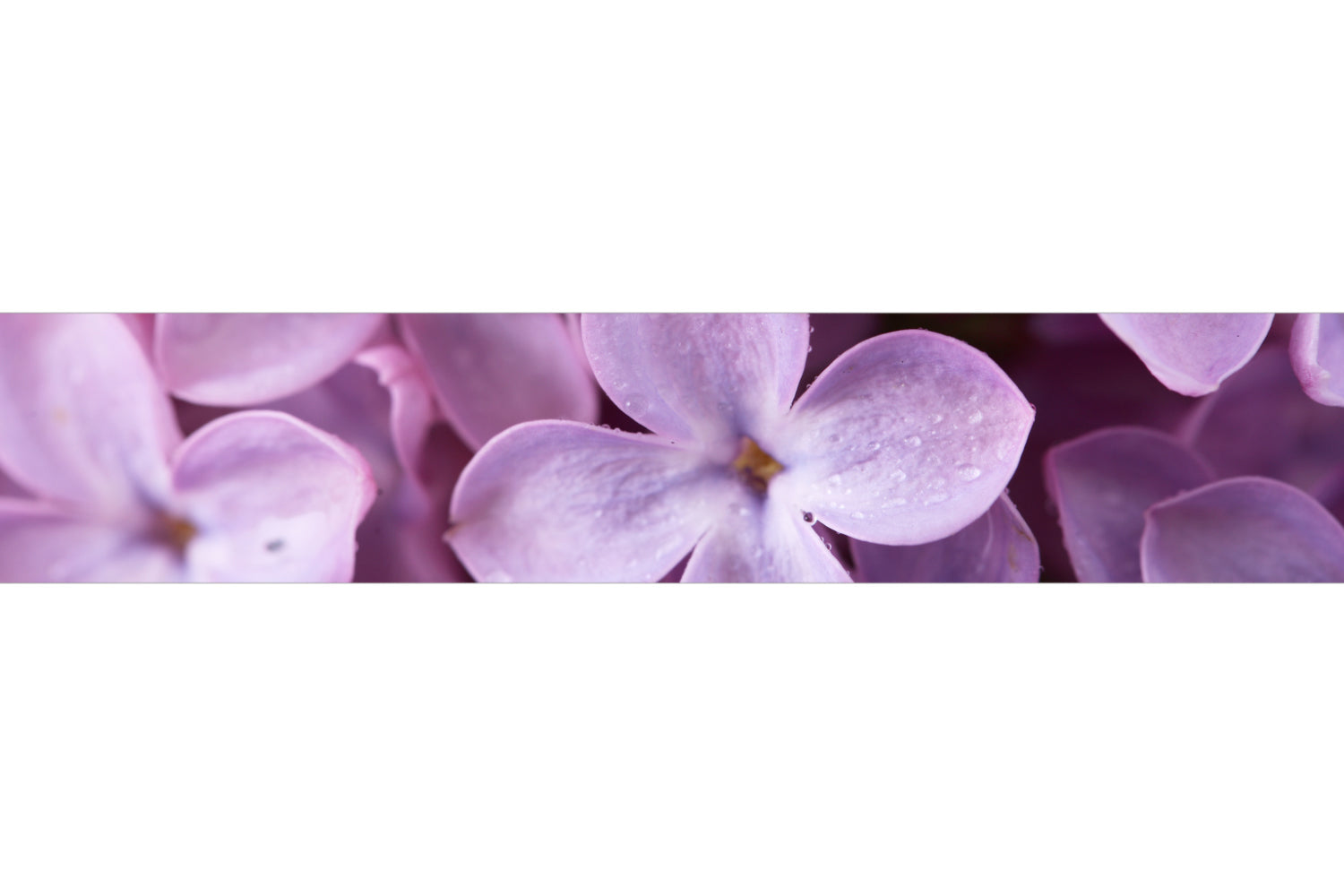 Küchenrückwand Fliederblüte Nahaufnahme