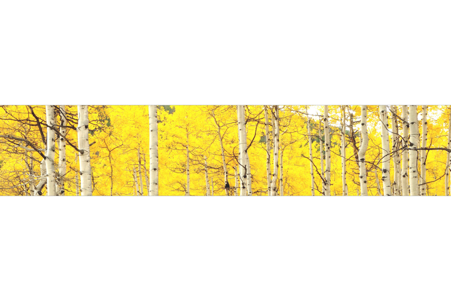 Küchenrückwand Herbstlicher Birkenwald