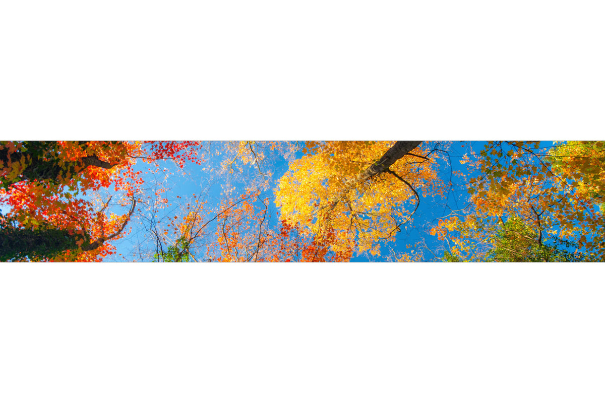 Küchenrückwand Bunte Herbstbäume