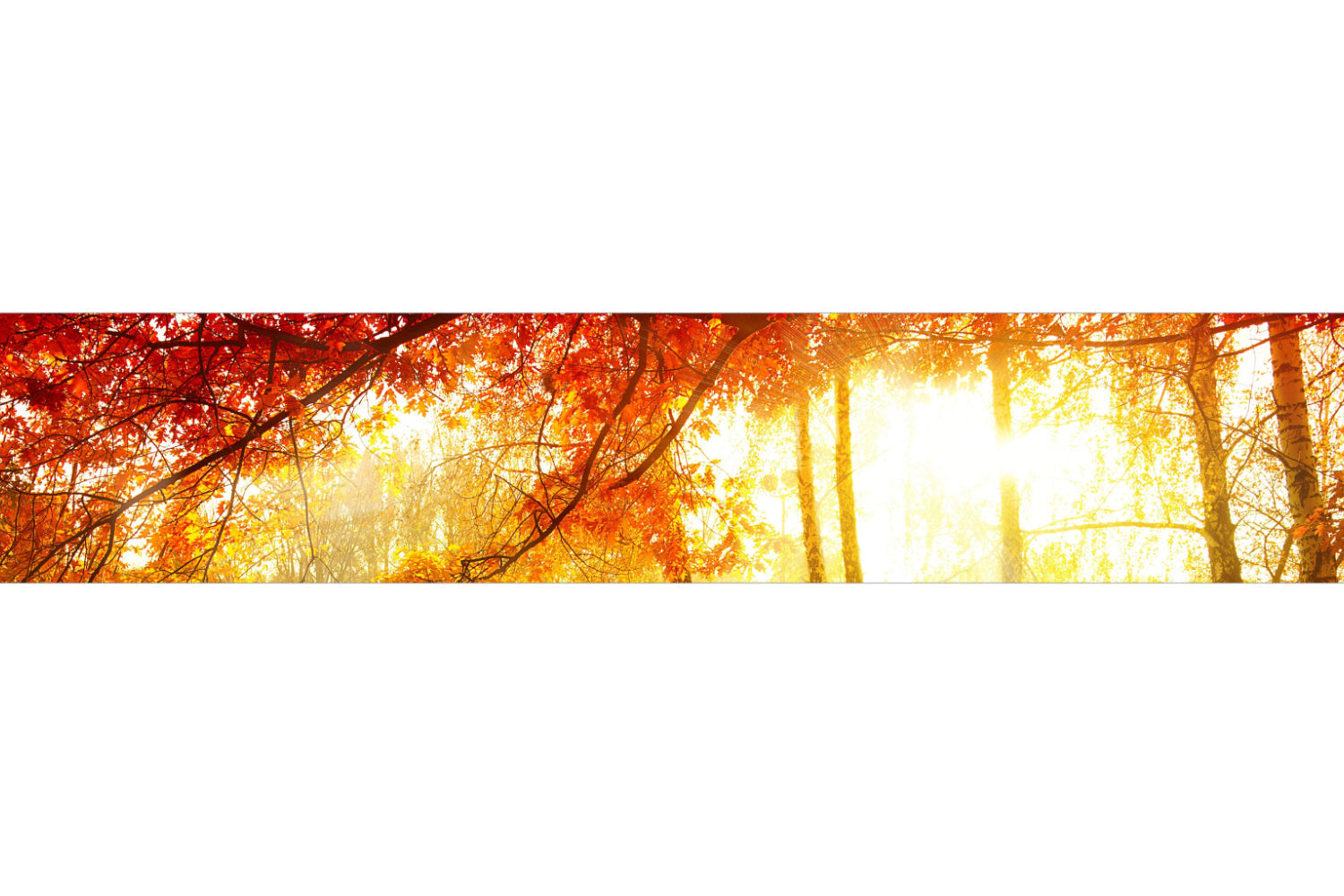 Küchenrückwand Herbstwald im Licht