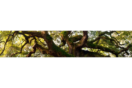 Küchenrückwand Alter Baum