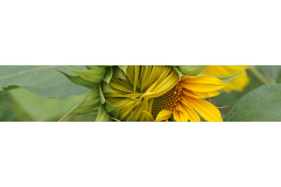 Küchenrückwand Sonnenblume im Aufblühen