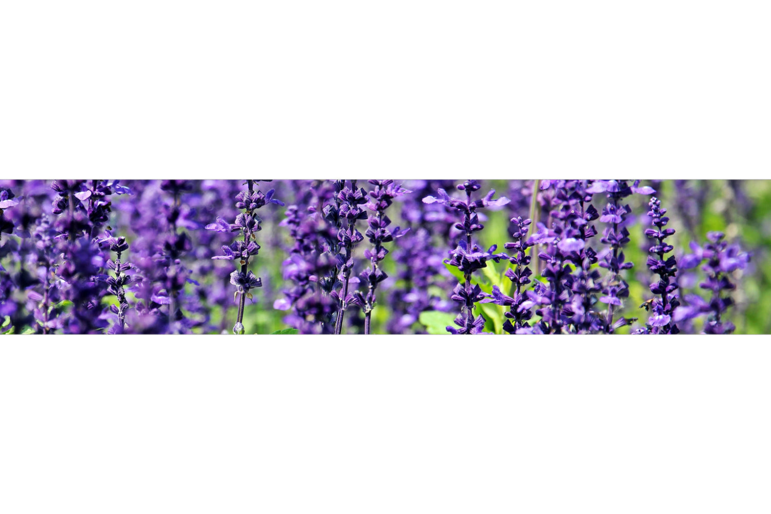 Küchenrückwand Lavendel