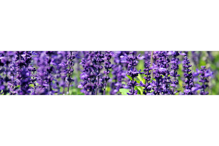 Küchenrückwand Lavendel