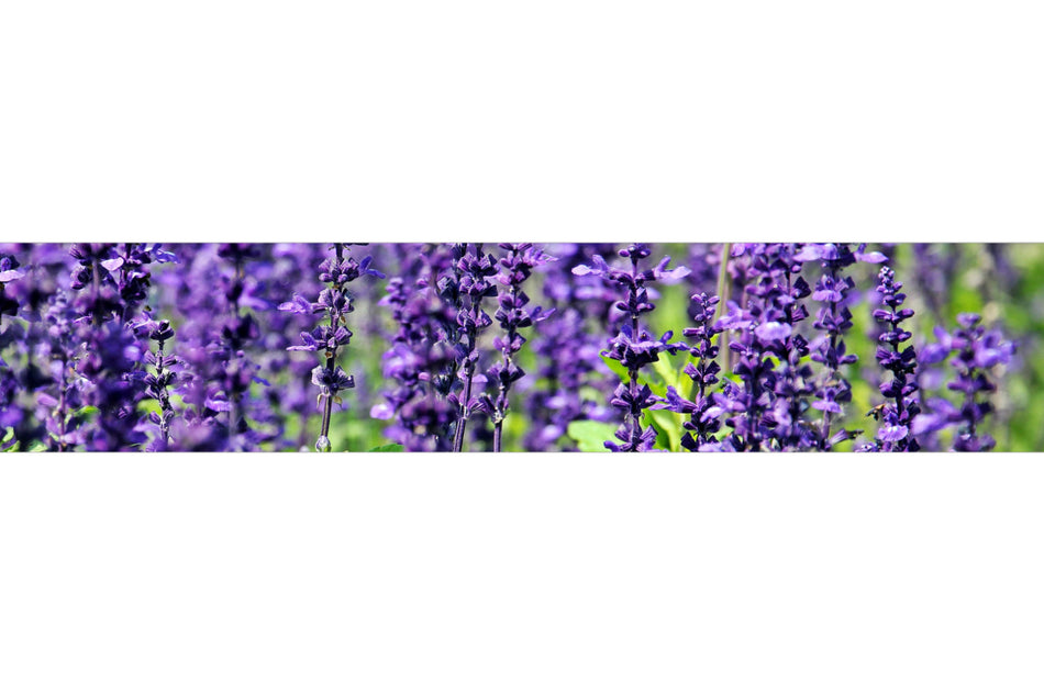 Küchenrückwand Lavendel