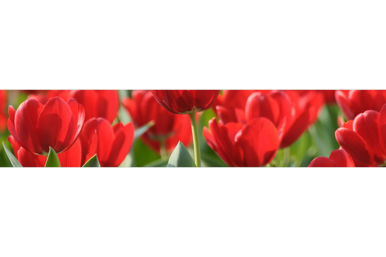 Küchenrückwand Rote Tulpen