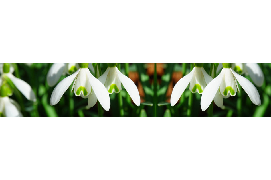 Küchenrückwand Schneeglöckchen