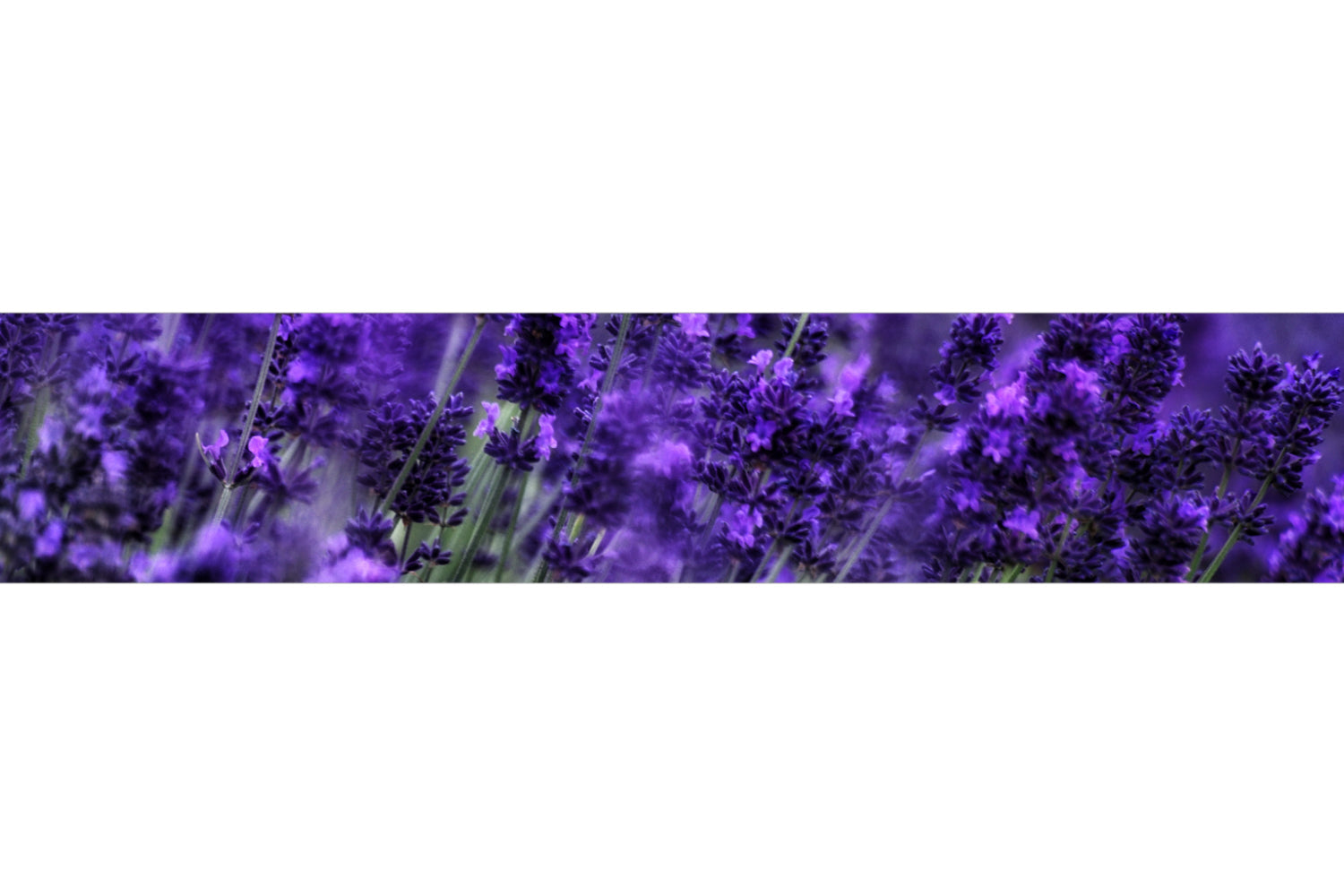 Küchenrückwand Lavendelblüte