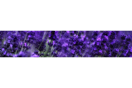 Küchenrückwand Lavendelblüte