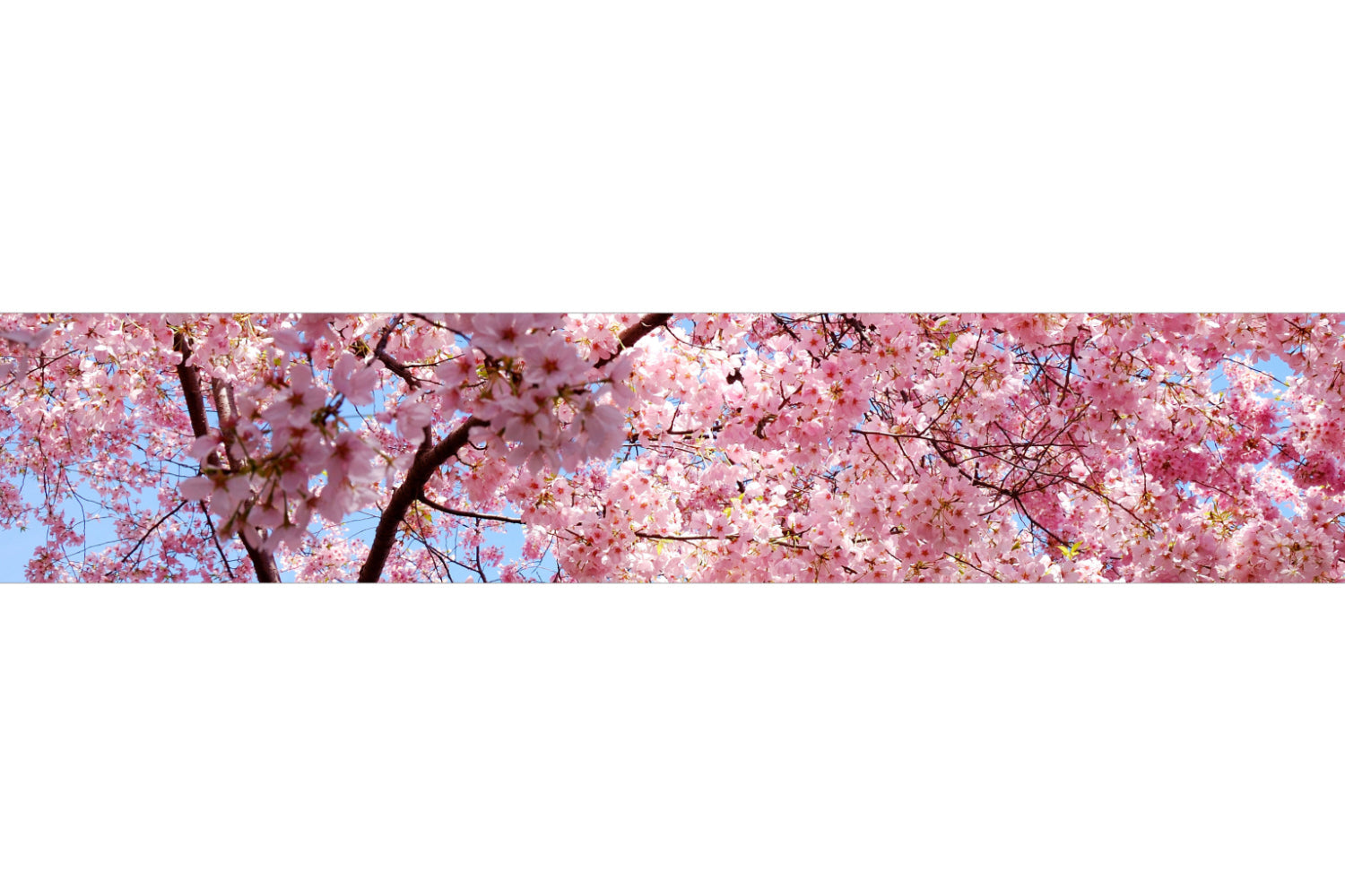 Küchenrückwand Kirschblüte