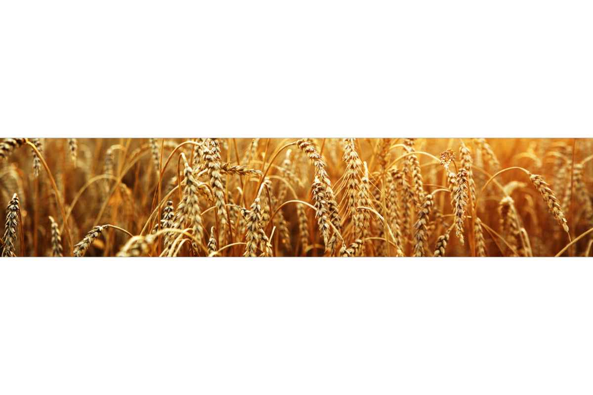 Küchenrückwand Weizenfeld