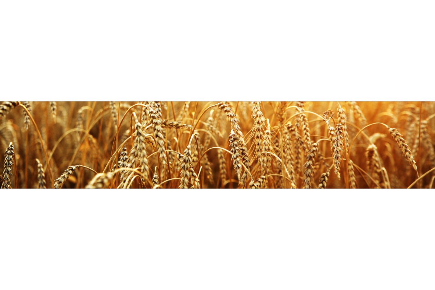 Küchenrückwand Weizenfeld