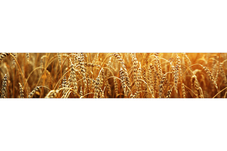 Küchenrückwand Weizenfeld