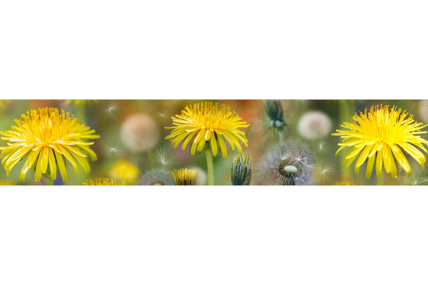 Küchenrückwand Löwenzahn