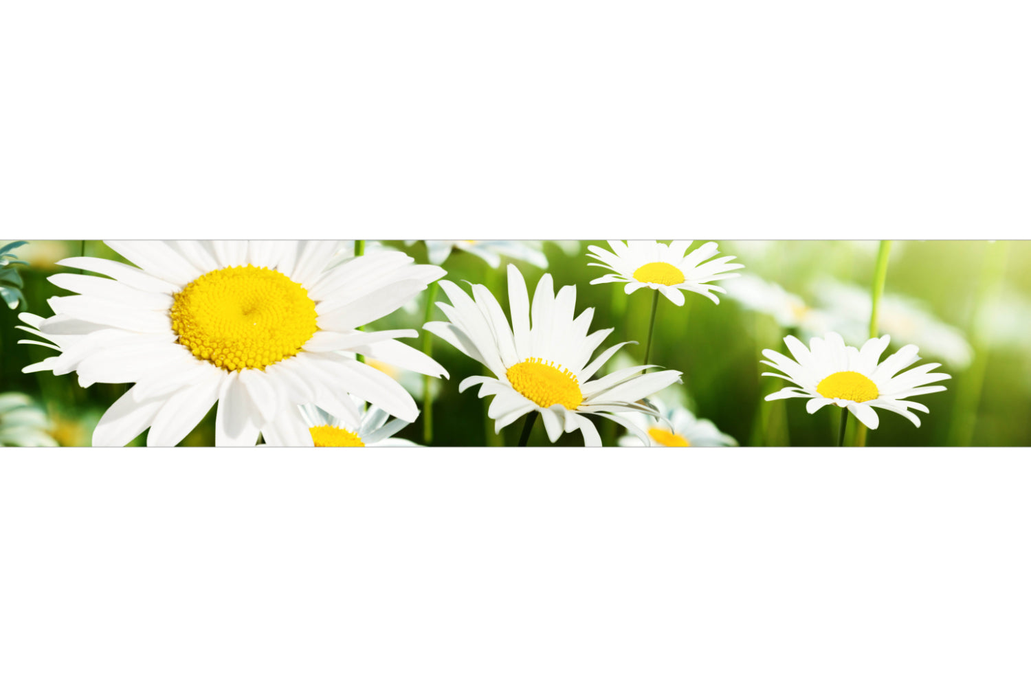 Küchenrückwand Margeritenblüten