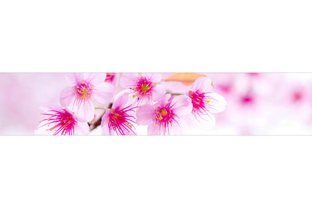 Küchenrückwand mit Kirschblüten