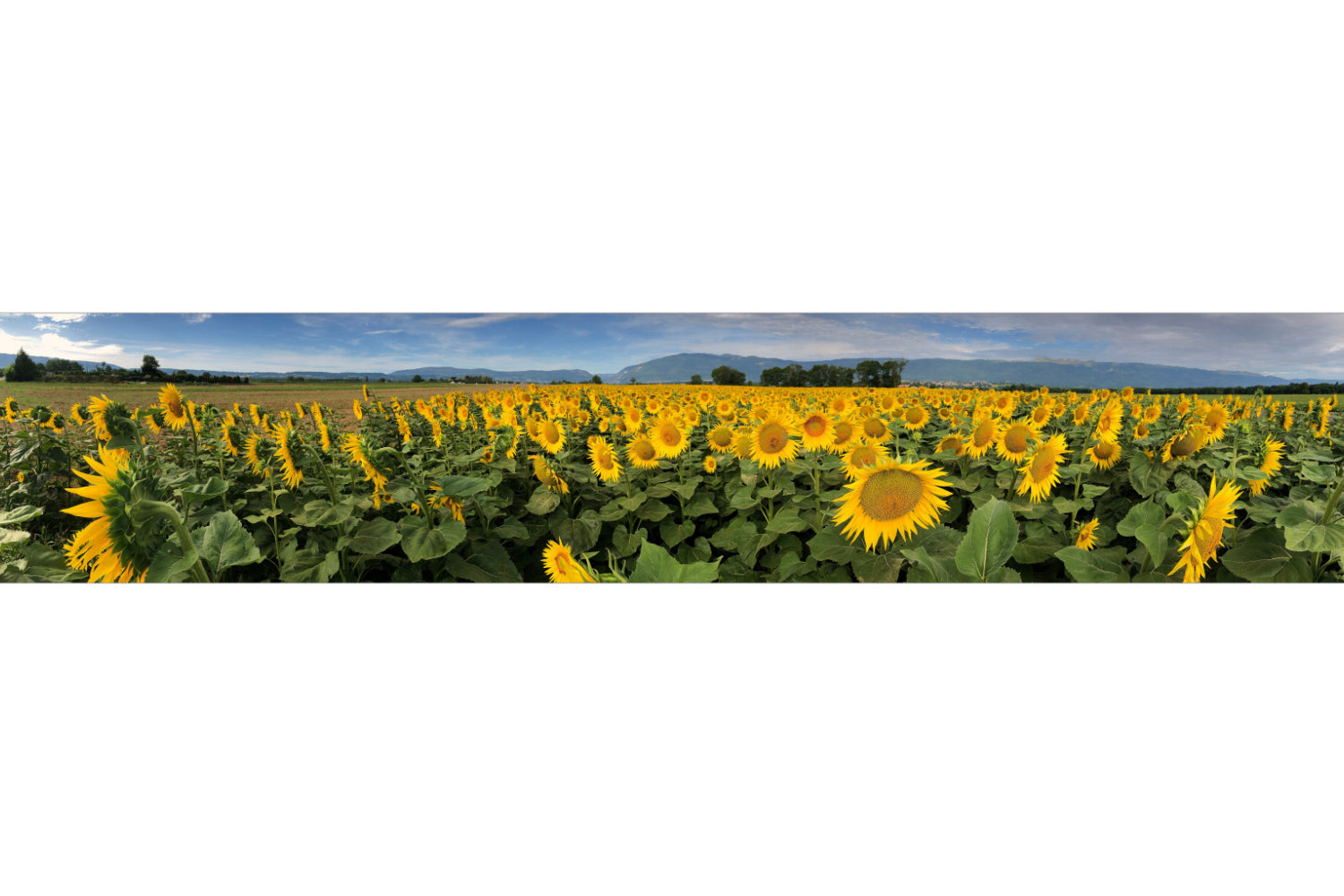 Küchenrückwand Sonnenblumenfeld Panorama