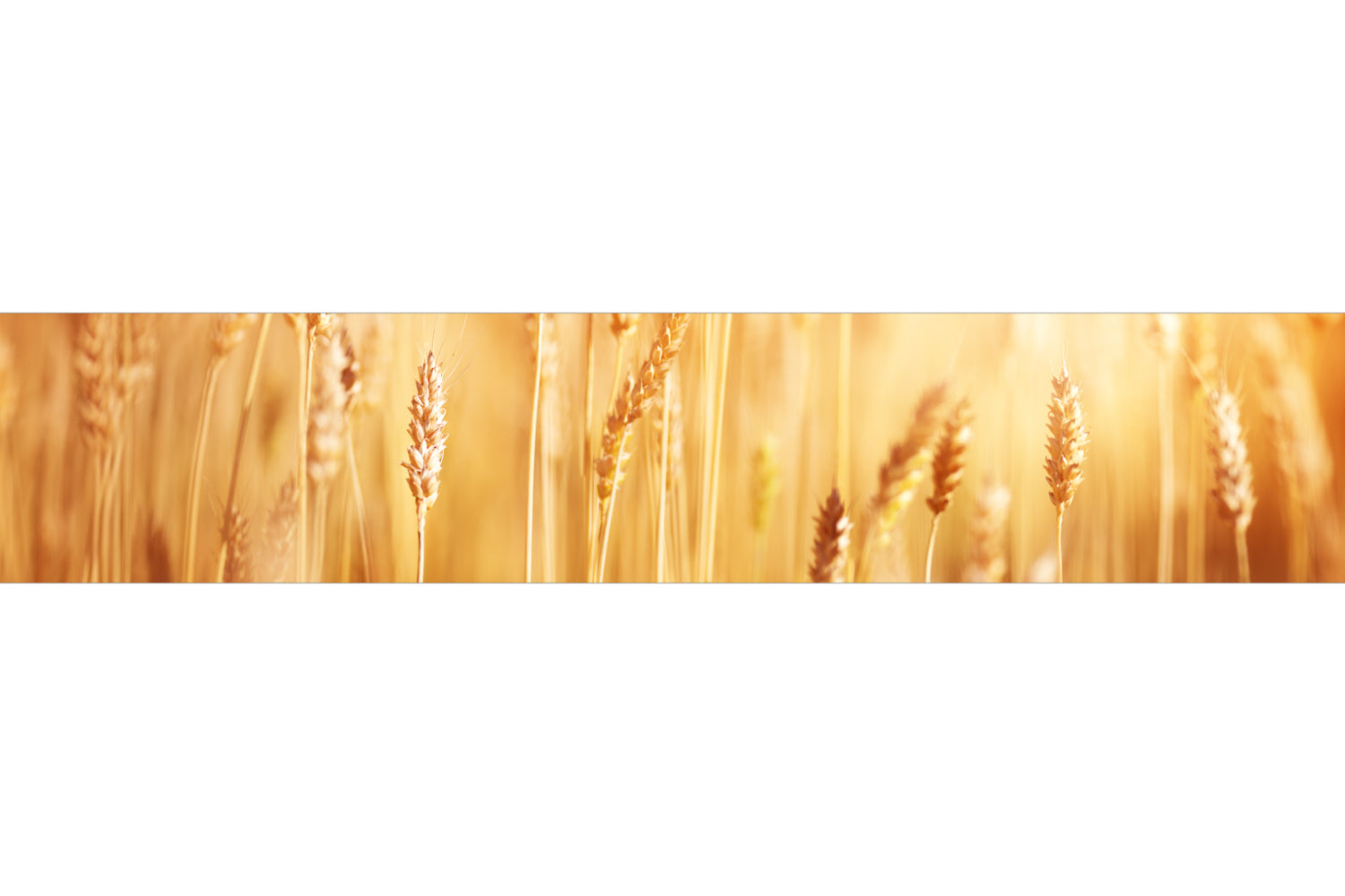 Küchenrückwand Weizenfeld