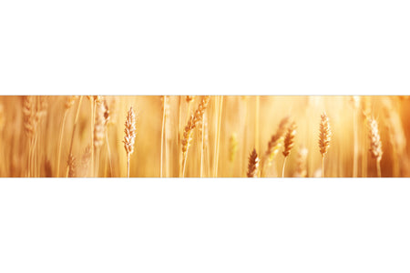 Küchenrückwand Weizenfeld