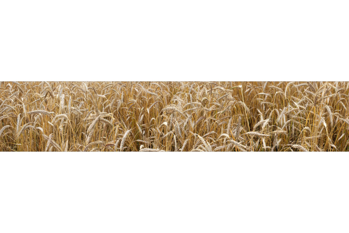 Küchenrückwand Weizenfeld Natur