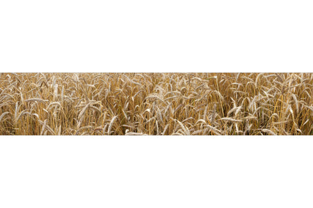 Küchenrückwand Weizenfeld Natur