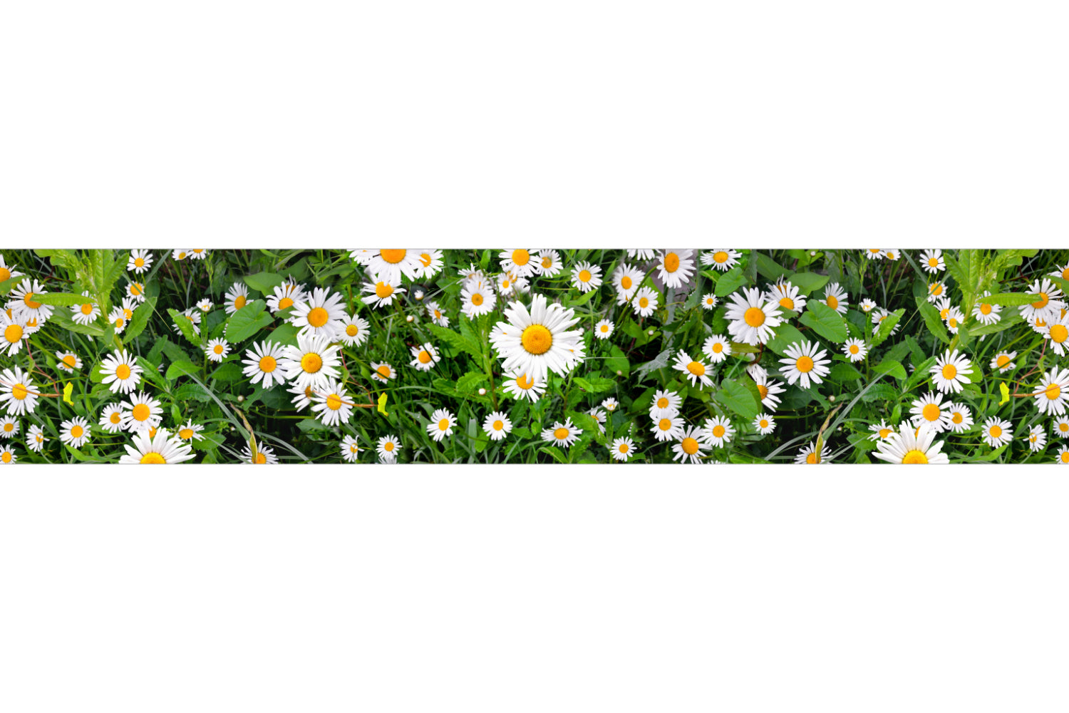 Küchenrückwand Margeriten Wiese