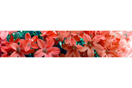 Küchenrückwand Blüten Modern