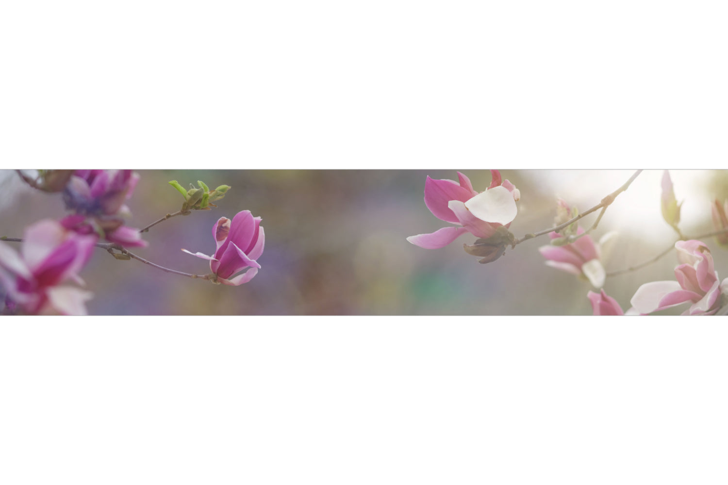 Küchenrückwand Magnolien