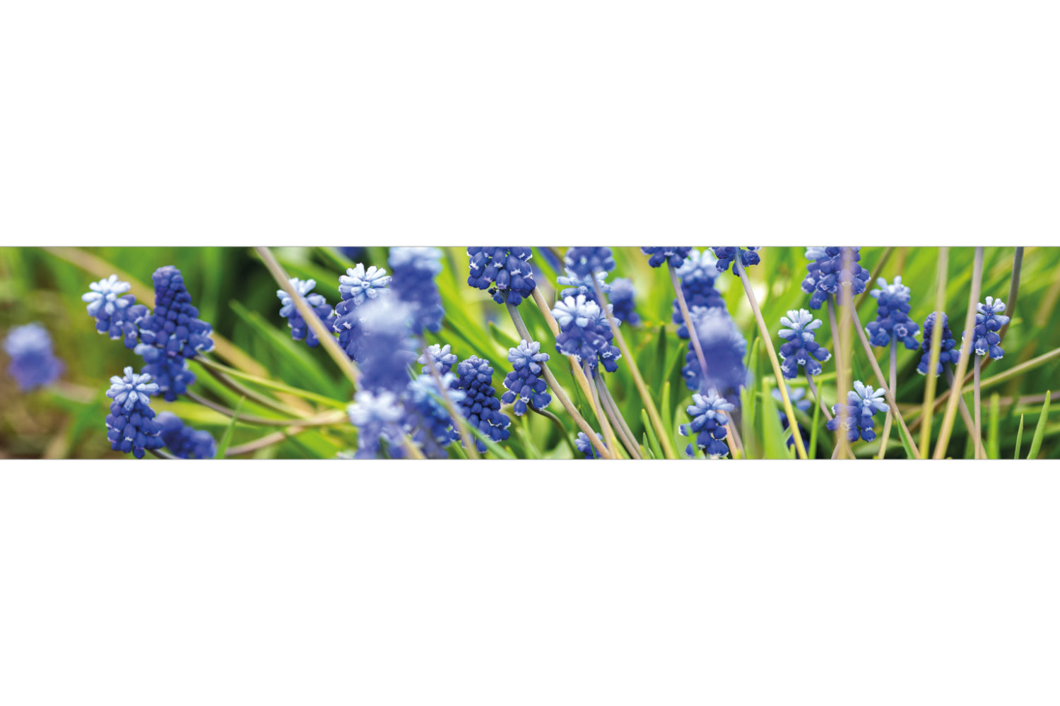 Küchenrückwand Frühlingsblumen