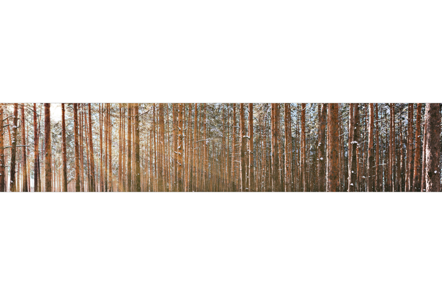 Küchenrückwand Waldmotiv