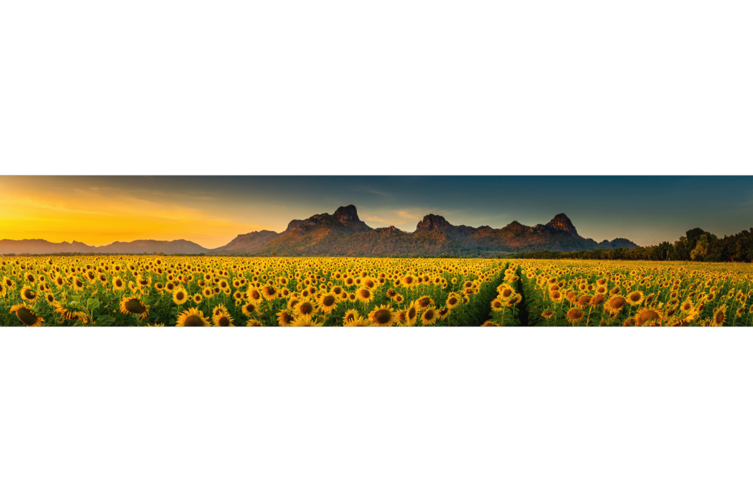 Küchenrückwand Sonnenblumenfeld im Sonnenlicht