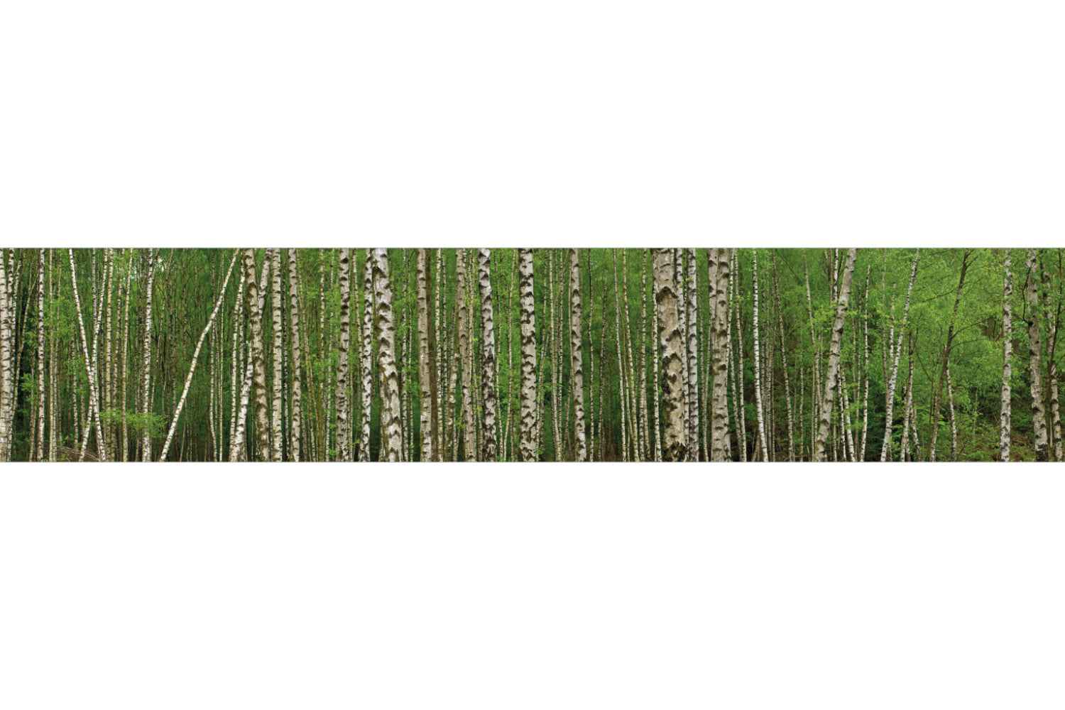 Küchenrückwand Birkenwald