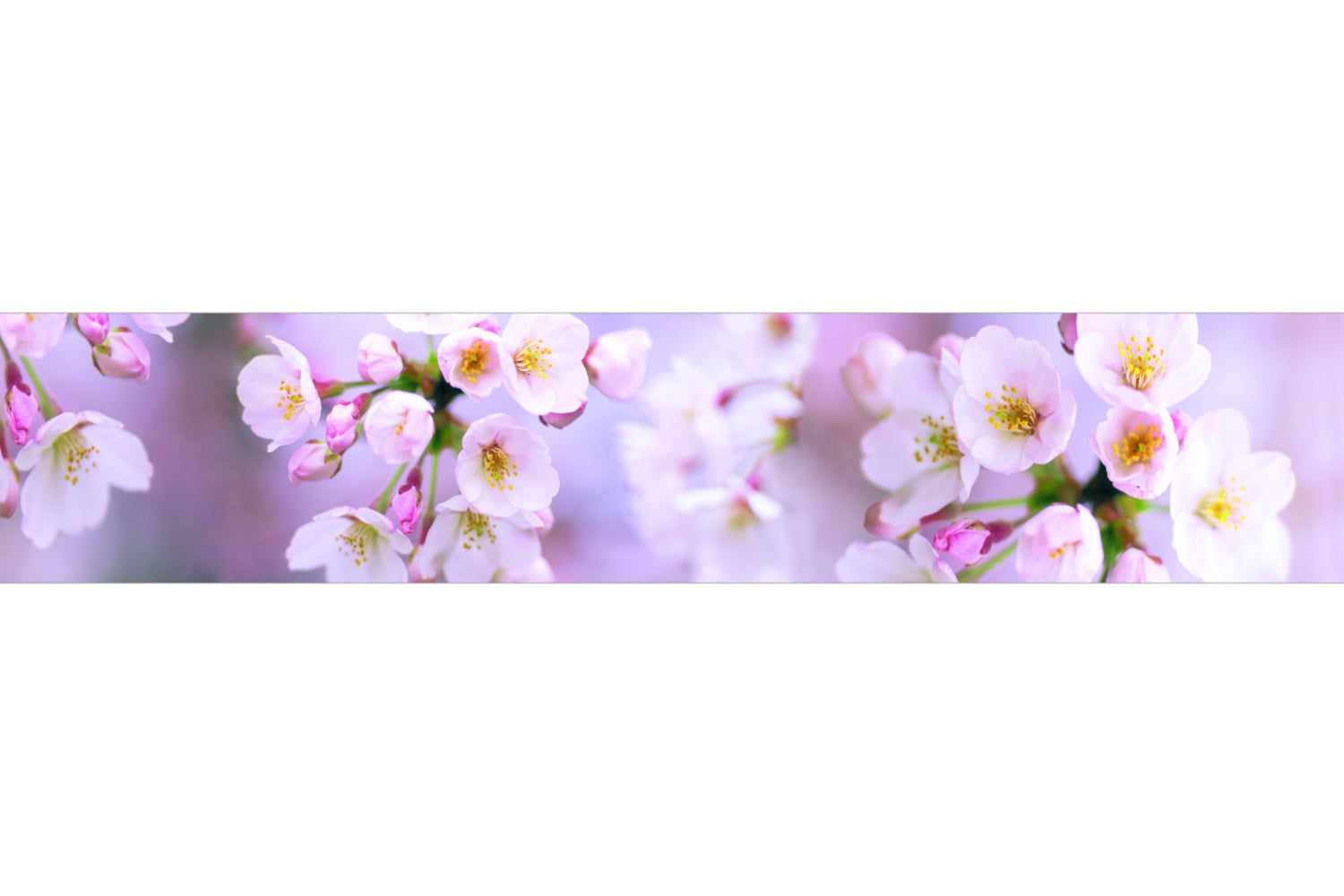 Küchenrückwand Kirschblüten