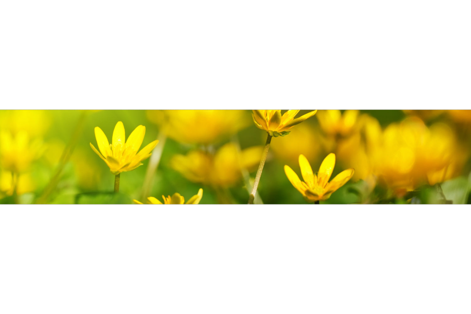 Küchenrückwand Frühlingsblumen