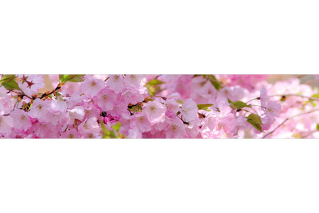 Küchenrückwand Kirschblüte Design