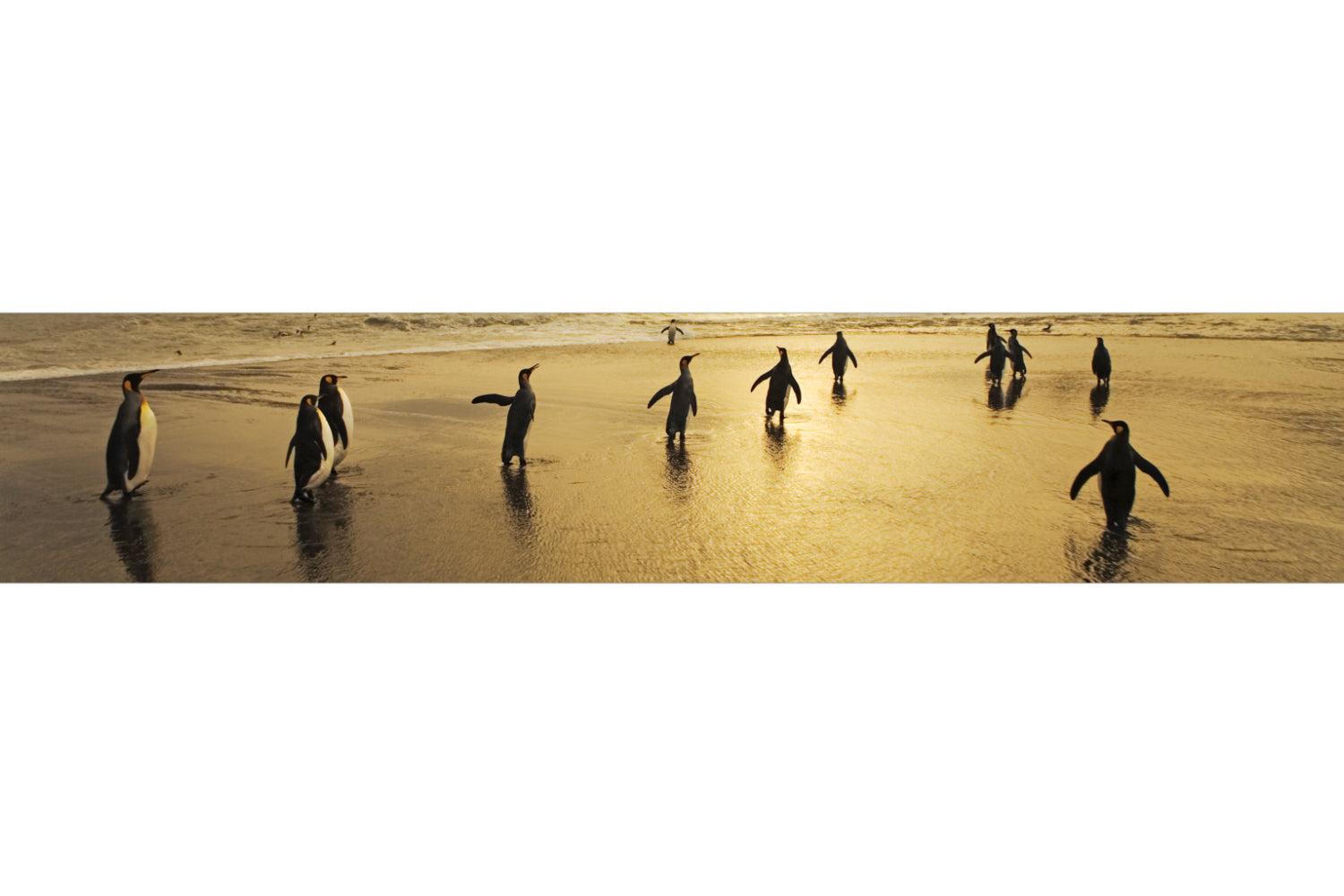 Küchenrückwand Pinguine am Strand