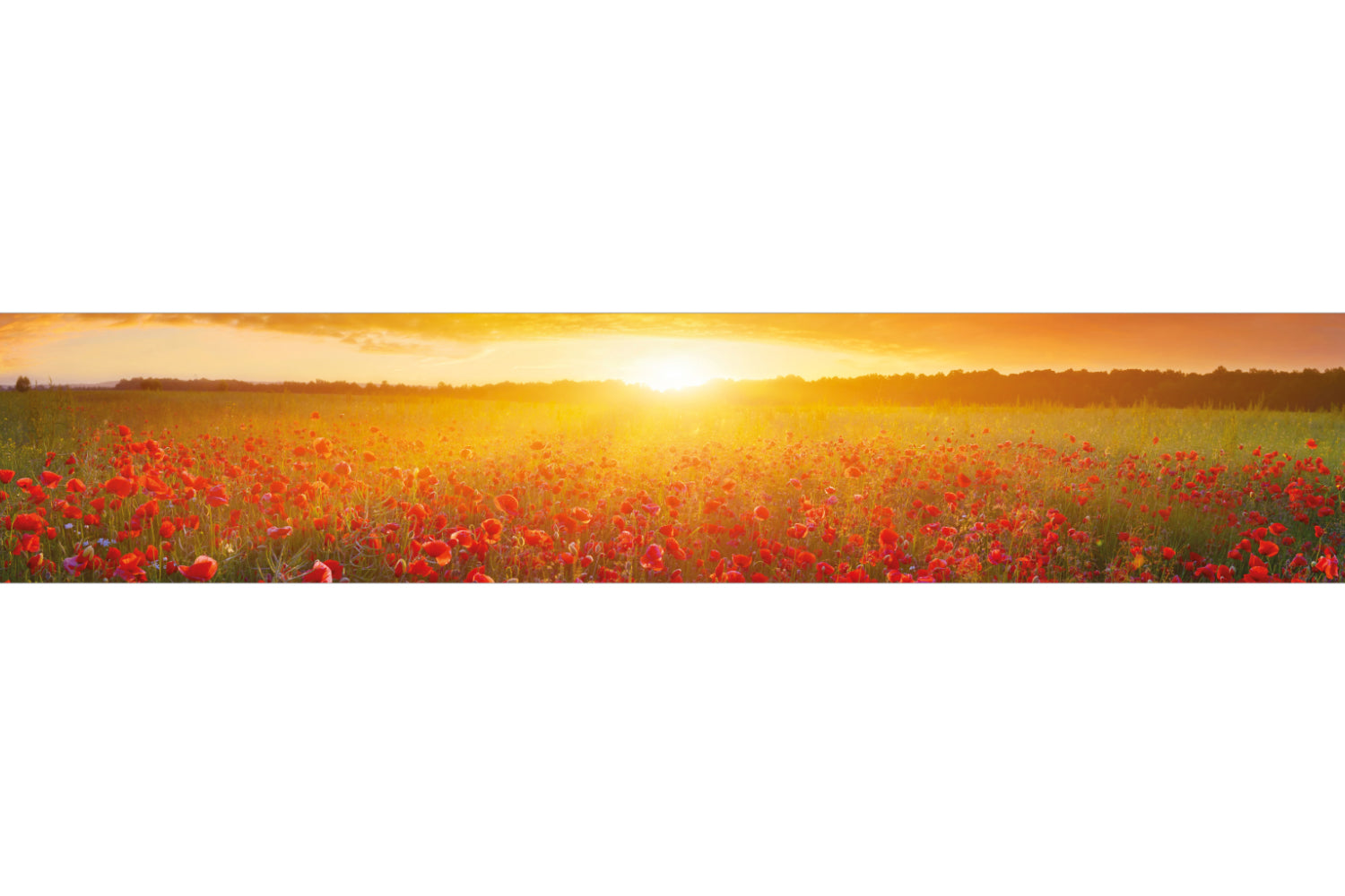 Küchenrückwand Mohnfeld Sonnenuntergang
