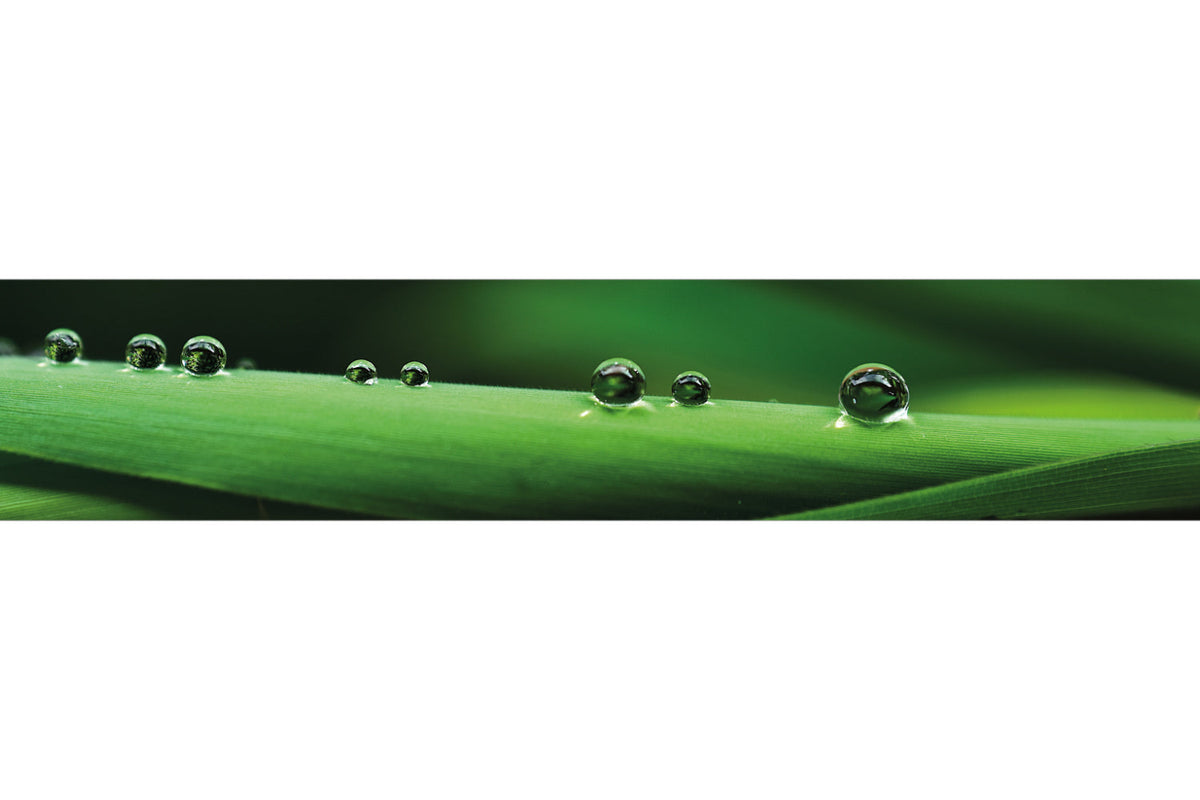 Küchenrückwand Grüne Blätter mit Tautropfen