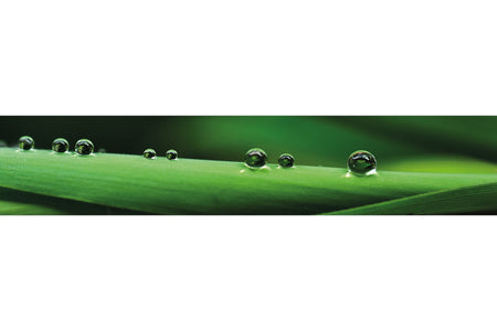 Küchenrückwand Grüne Blätter mit Tautropfen