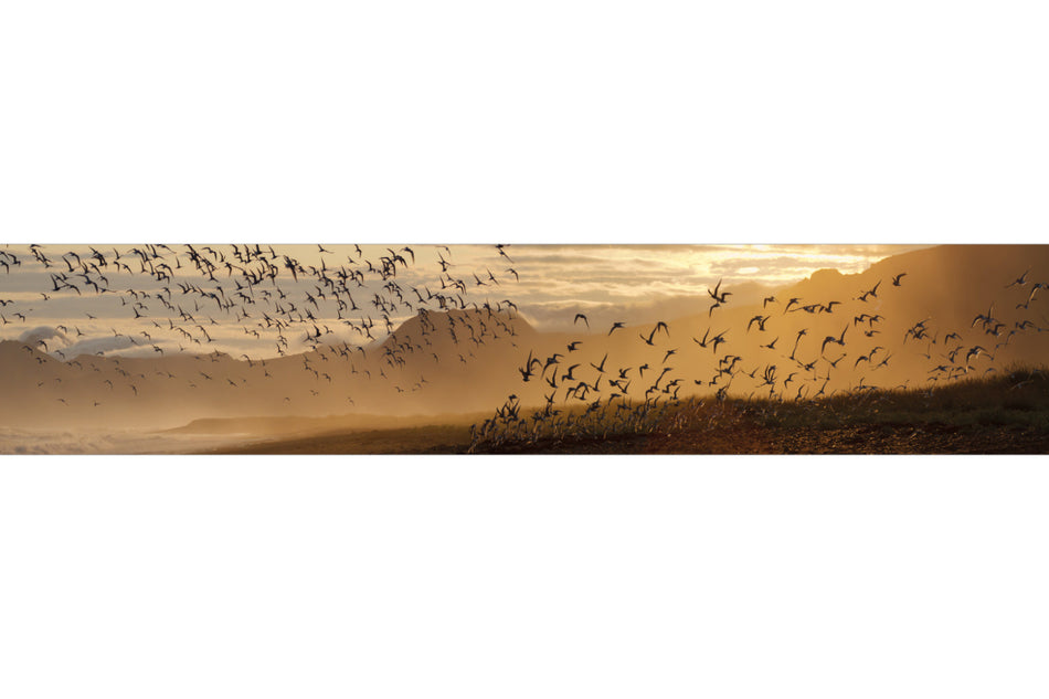 Küchenrückwand Sonnenlicht und Vogelschwarm