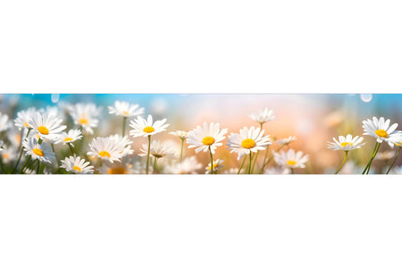 Küchenrückwand Gänseblümchen im Sonnenlicht